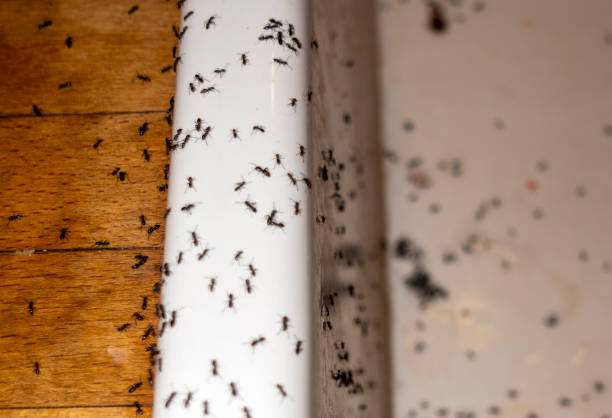 Best Cockroach Control Services  in Ecorse, MI